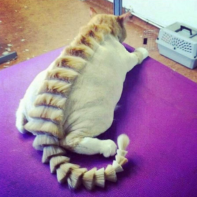 Dragon cat haircut.