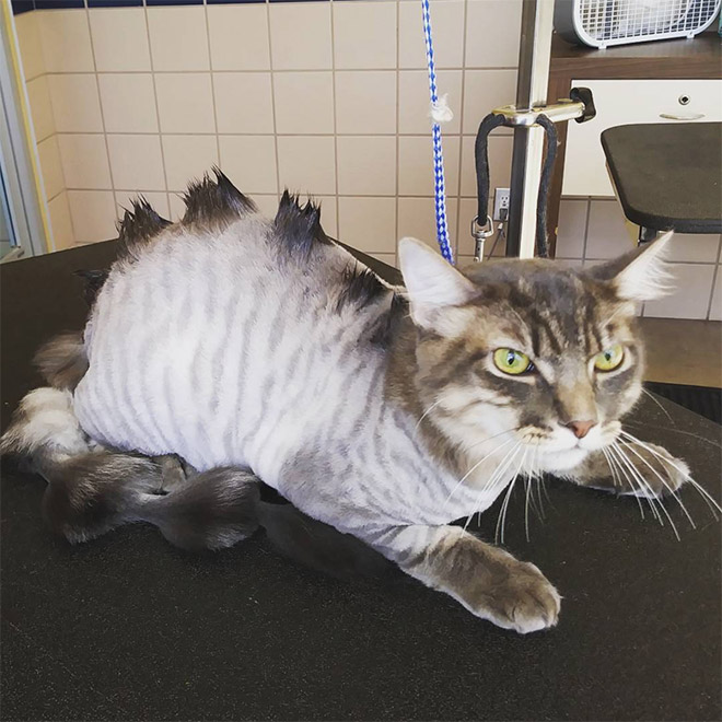 Dragon cat haircut.
