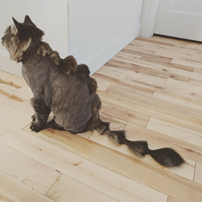 Dragon cat haircut.