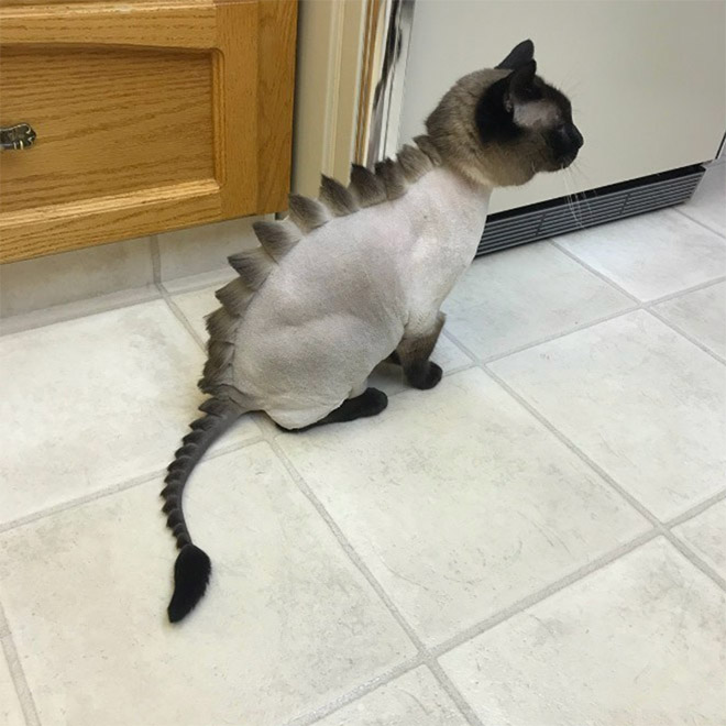 Awkward Trend: Dragon Cat Haircuts