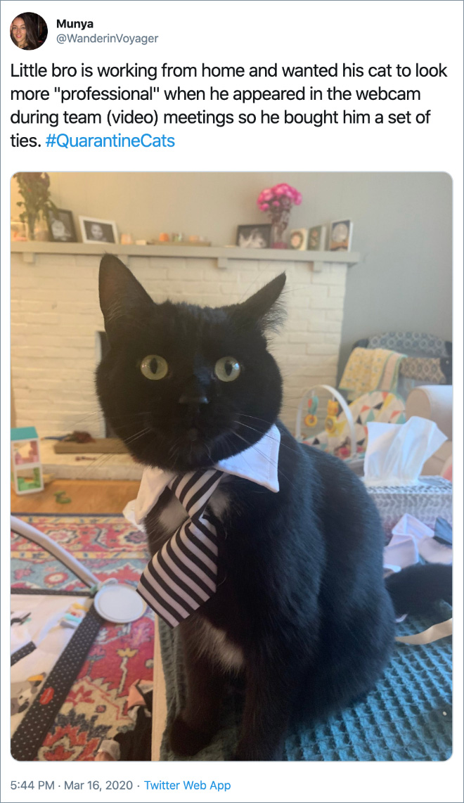 Little bro is working from home and wanted his cat to look more "professional" when he appeared in the webcam during team (video) meetings so he bought him a set of ties.