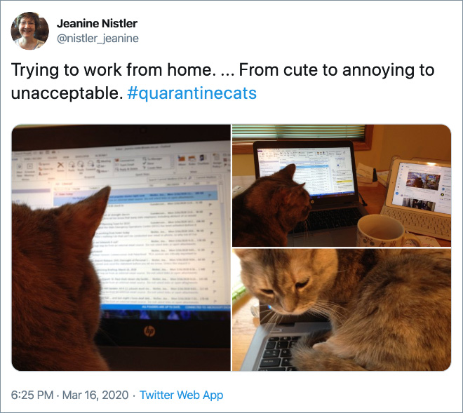 Trying to work from home. ... From cute to annoying to unacceptable.