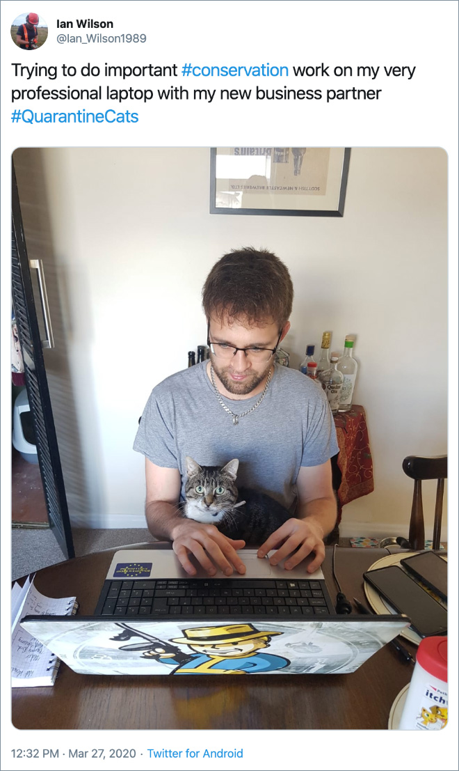 Trying to do important #conservation work on my very professional laptop with my new business partner #QuarantineCats