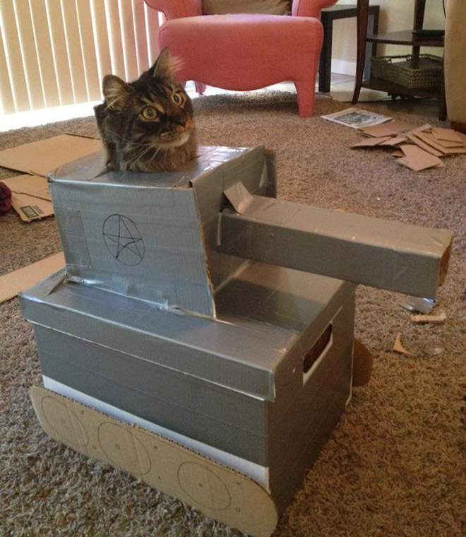 Cats have started building an army!