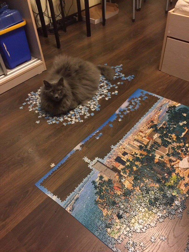 Cat helping to solve a puzzle.