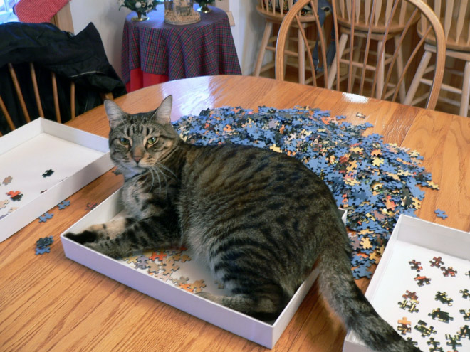 Cat helping to solve a puzzle.