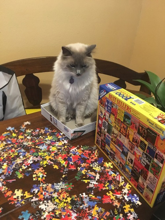 Cat helping to solve a puzzle.