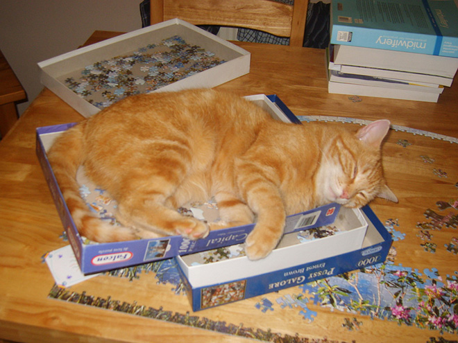 Cat helping to solve a puzzle.