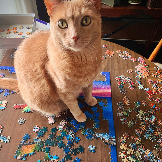 Cat helping to solve a puzzle.