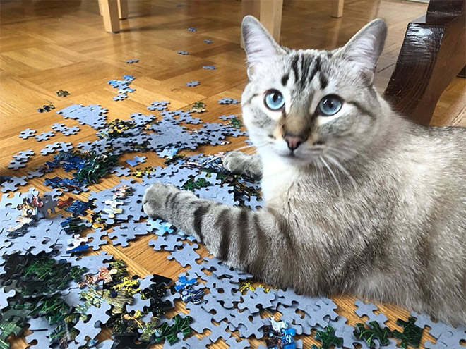 Cat helping to solve a puzzle.