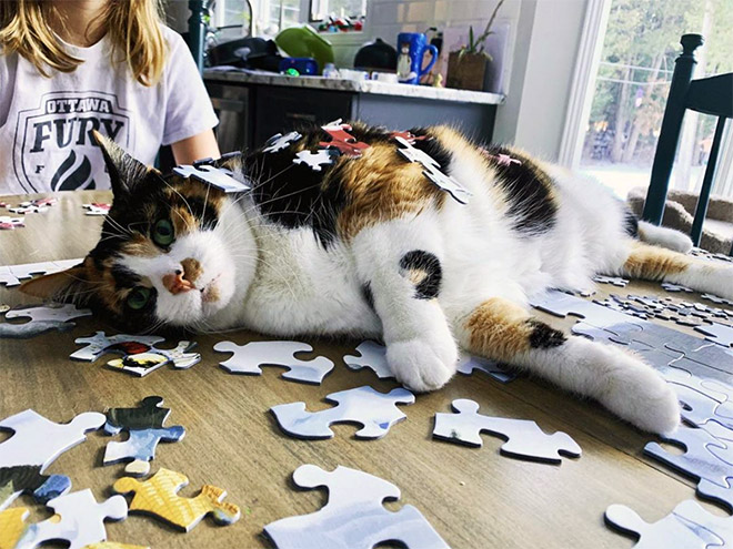 Cat helping to solve a puzzle.