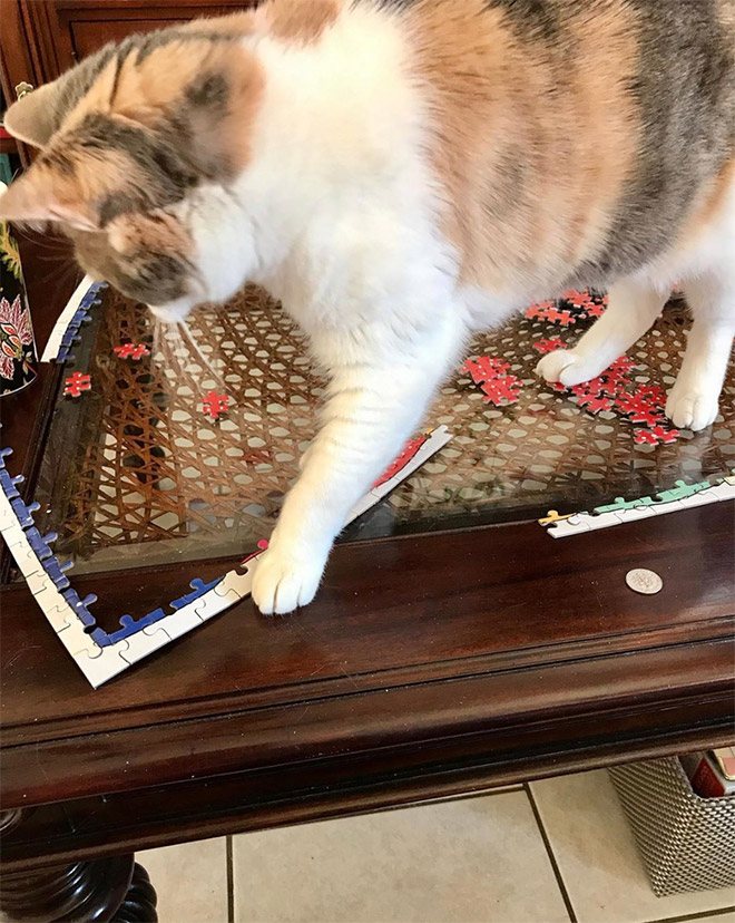 Cat helping to solve a puzzle.