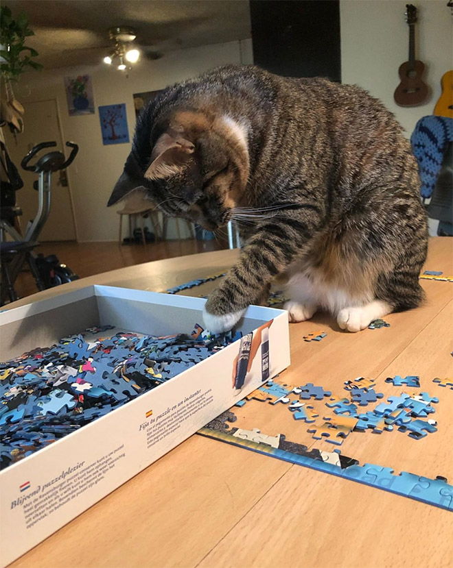 Cat helping to solve a puzzle.