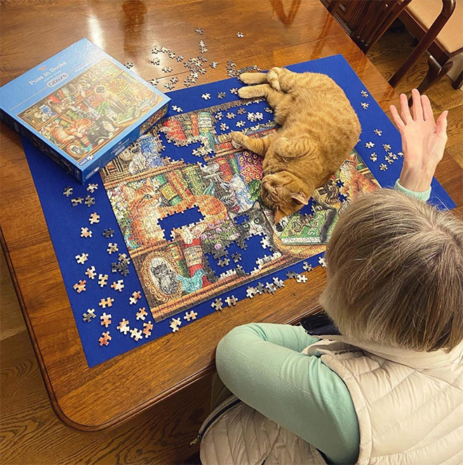 Cat helping to solve a puzzle.