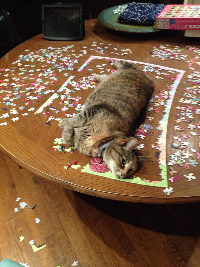 Cat helping to solve a puzzle.