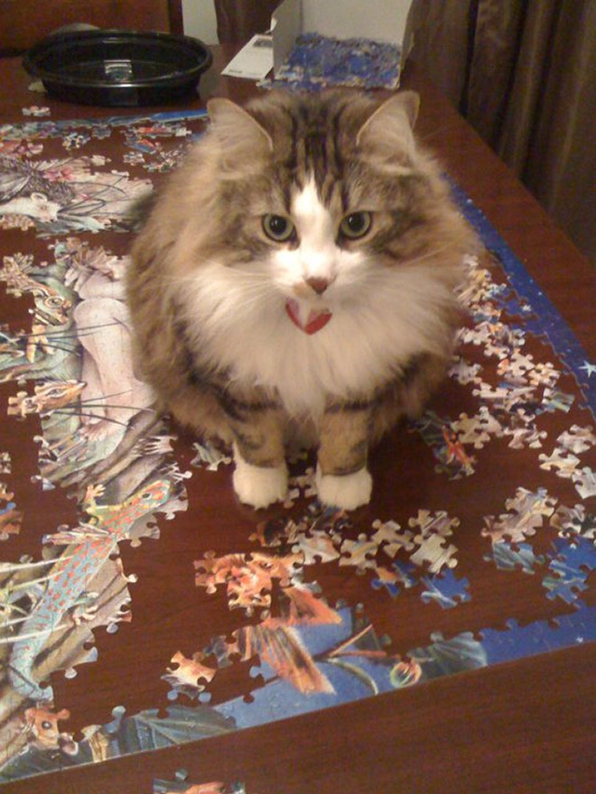 Cat helping to solve a puzzle.