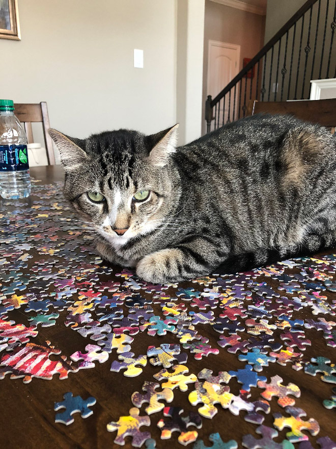 Cat helping to solve a puzzle.