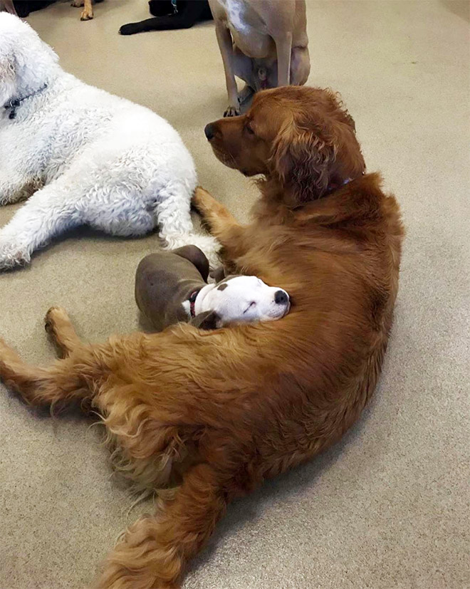 Other dog is the best pillow.