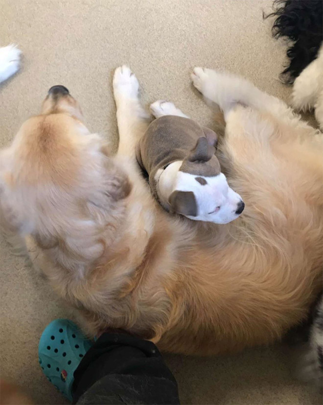 Other dog is the best pillow.