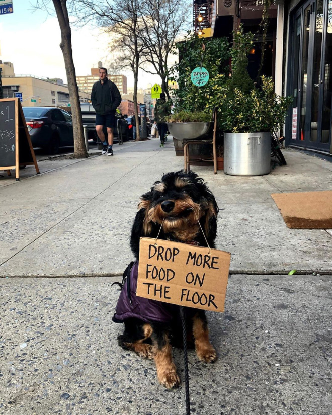 Brave dog protesting annoying things.