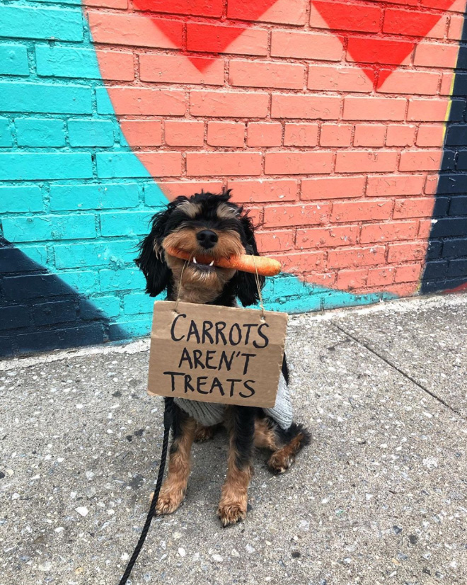 Brave dog protesting annoying things.