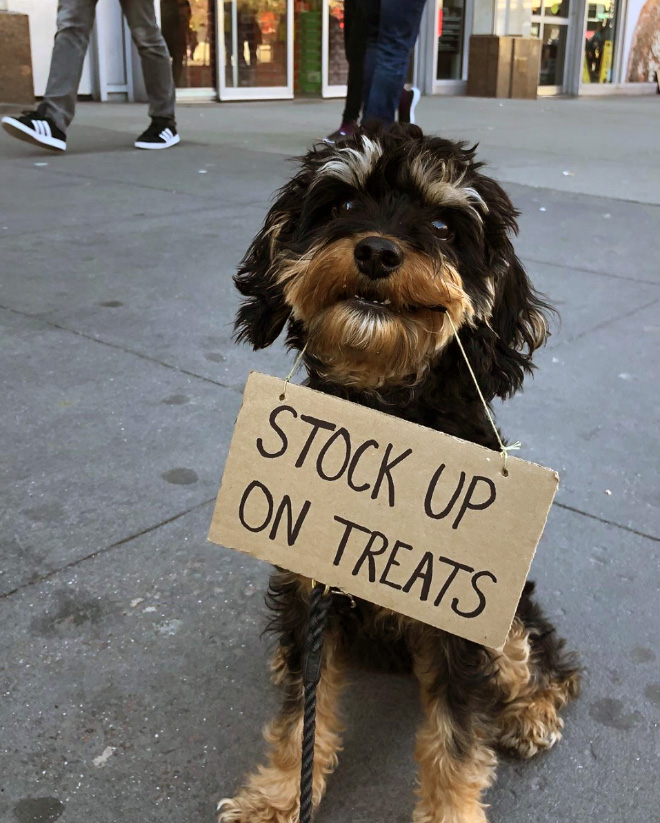 Brave dog protesting annoying things.