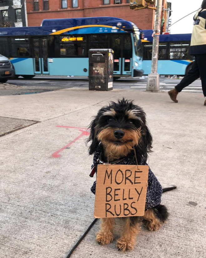 Brave dog protesting annoying things.