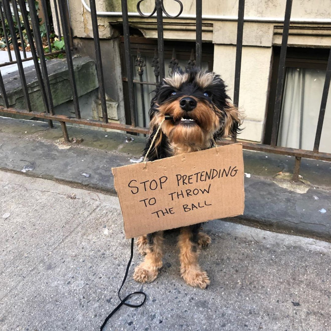 Brave dog protesting annoying things.