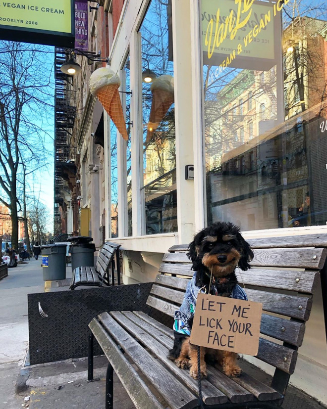 Brave dog protesting annoying things.