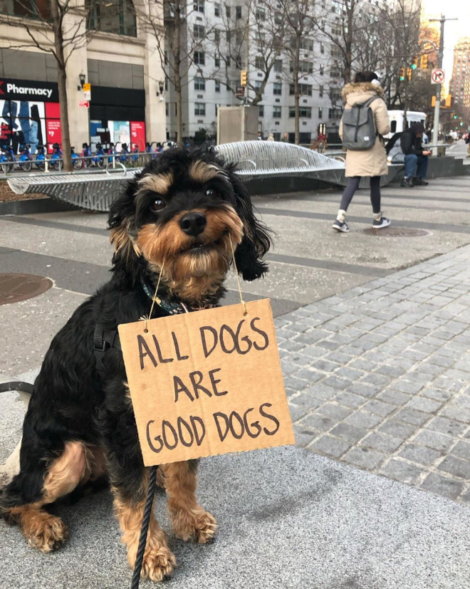 Brave dog protesting annoying things.