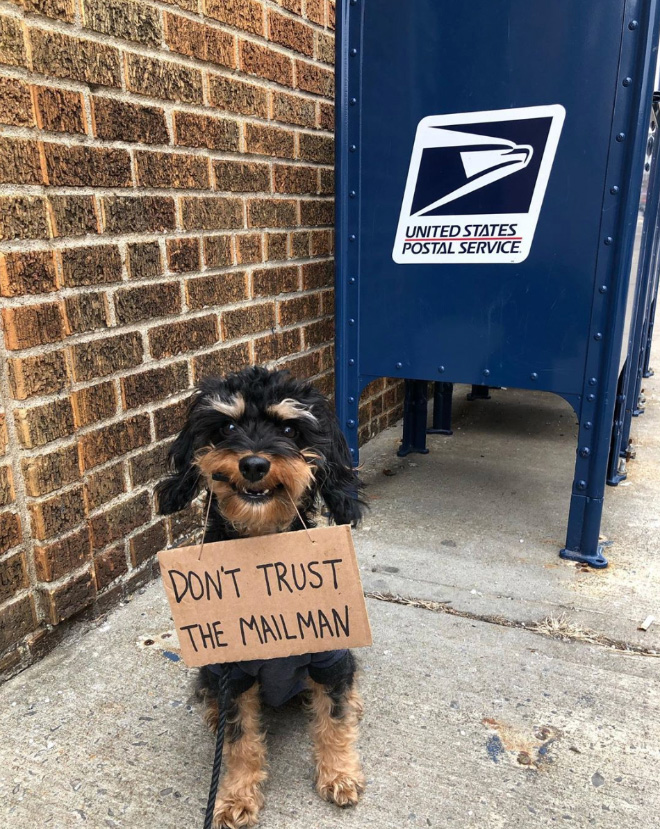 Brave dog protesting annoying things.