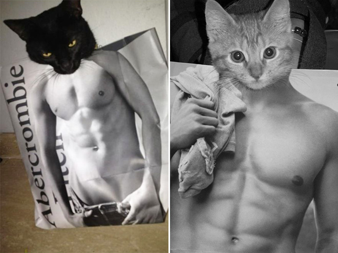 Ripped cats.