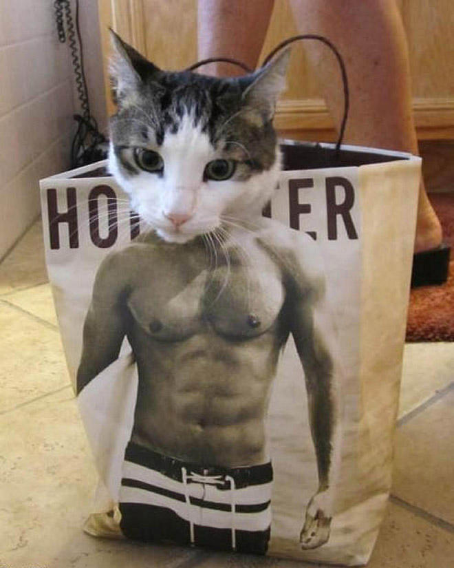 Ripped cat.