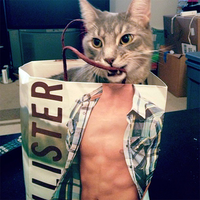 Ripped cat.