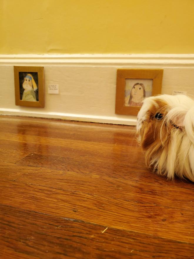 Guinea pig enjoying art.