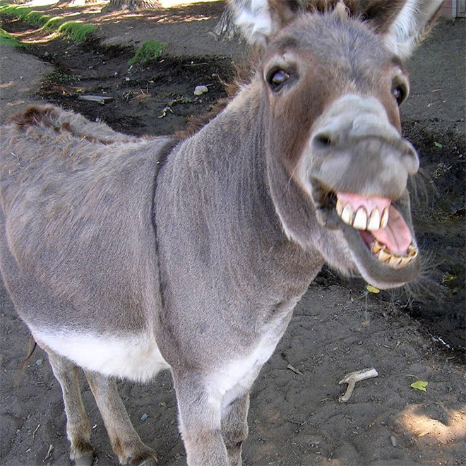 Laughing donkey.