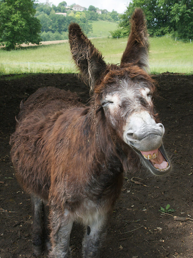 Laughing donkey.