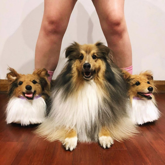 Ultra-realistic pet clone slippers.