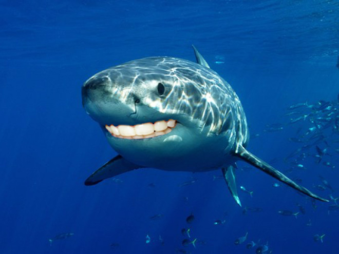 Sharks look so much better with human teeth!