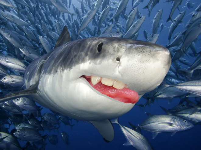 Sharks look so much better with human teeth!
