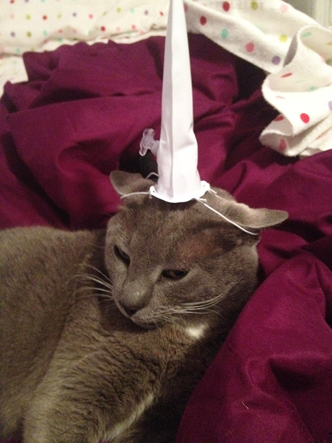 Inflatable unicorn horn for cats.