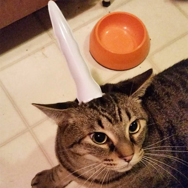 Inflatable unicorn horn for cats.