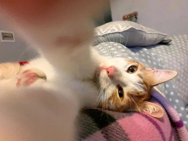 Selfie taking cat.