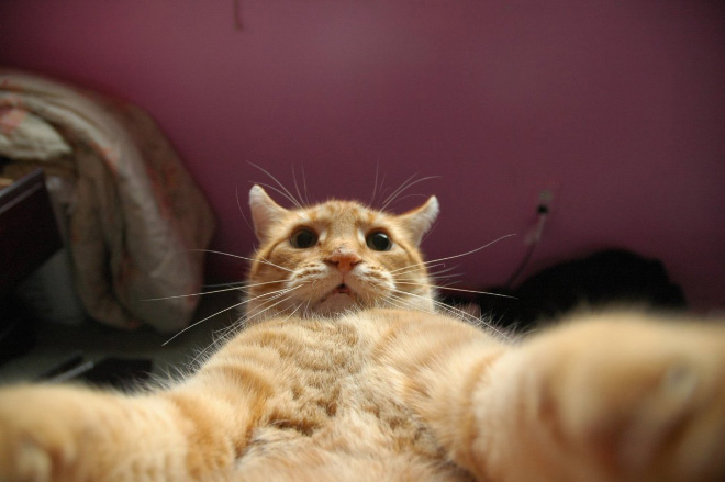 Cat taking a selfie.