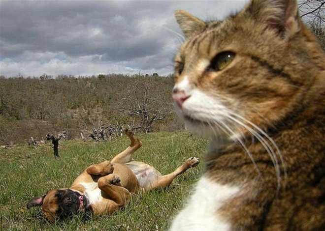 Selfie taking cat.