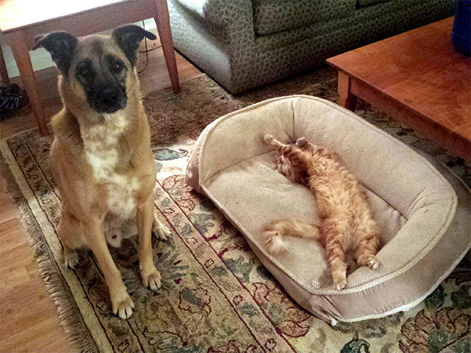 Dog bed stolen by cat.