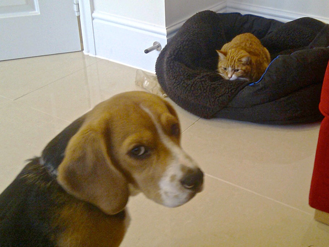 Dog bed stolen by cat.