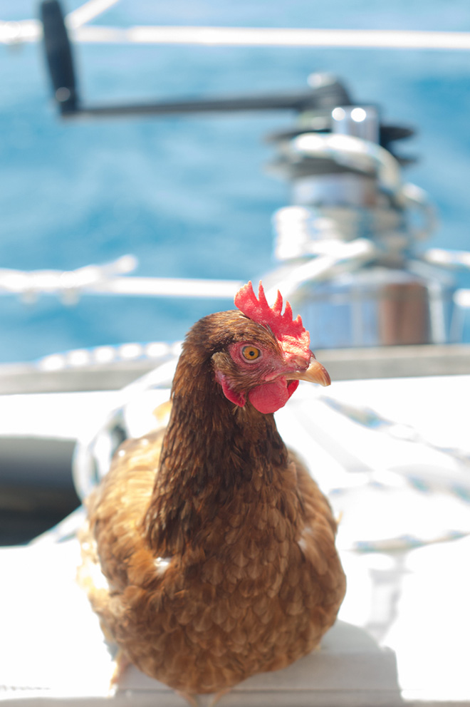 This guy sails around the world with his pet chicken.