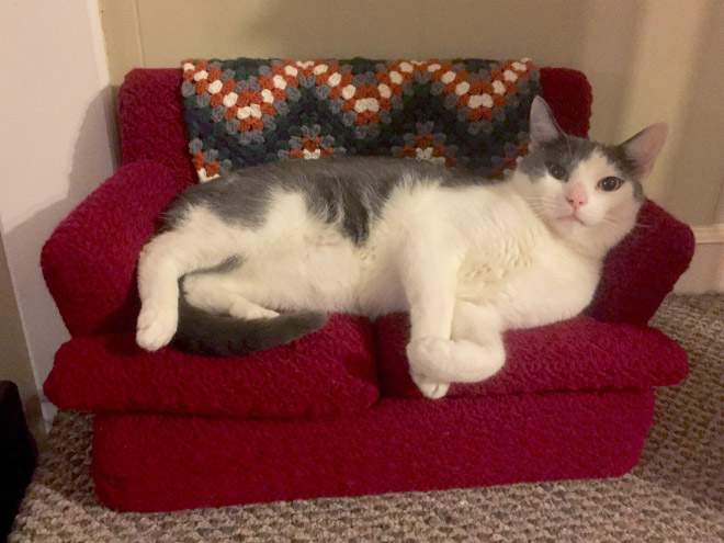 Crocheted cat sofa.