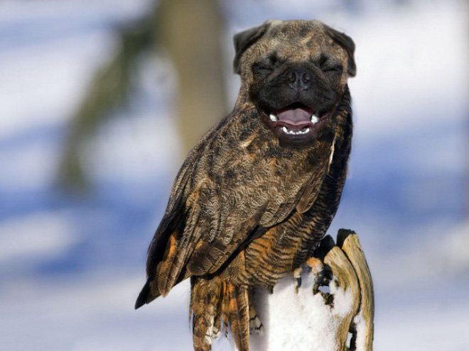 Dogowl or owldog?
